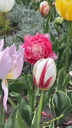 Spring morning documented in historic Sighnaghi, Georgia
