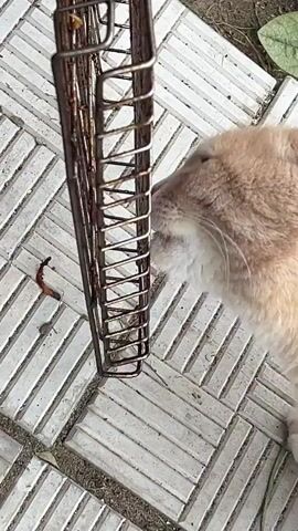 A light brown cat licks a metal grill on a tiled outdoor surface.