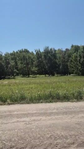 The video shows a view from inside a moving vehicle on a sunny day. The vehicle is on a dirt road. To the left of the road, there is a grassy field with some wildflowers, bordered by a dense line of trees. The sky is clear blue. The vehicle appears to be moving forward, indicated by the shifting perspective of the landscape.