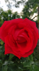 Garden flower survey documents blooming roses, iris, hydrangea varieties