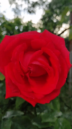 Garden flower survey documents blooming roses, iris, hydrangea varieties