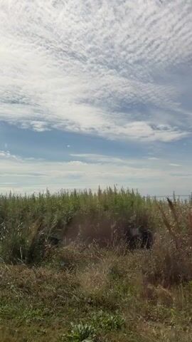The video shows a view of a body of water with tall grass in the foreground. The sky is blue with white clouds. The camera is panning slightly to the right. The water appears calm and the horizon is visible. The grass is green and brown, and appears to be moving slightly in the wind. The scene is outdoors and appears to be a natural landscape.