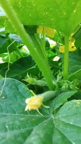 This is a close-up video of a cucumber plant. In the first few seconds, it shows a small cucumber with a yellow flower attached. The camera then pans to the right, blurring the leaves, and then focuses on a jar of pickles with a gold lid. The jar is surrounded by cucumber leaves.