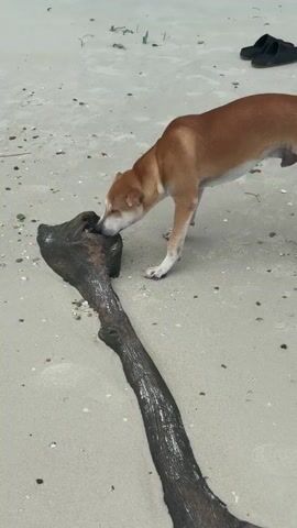 A brown and white dog sniffs a large piece of dark driftwood on a sandy beach. The dog is standing with its head lowered, nose close to the wood. The driftwood is thick and appears weathered. In the background, there is a pair of black flip-flops and scattered debris on the sand. The environment is a beach with light-colored sand.