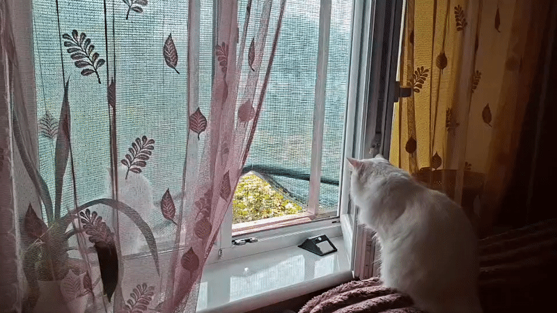 White cat's quiet morning between windows and bed in Mykolaiv