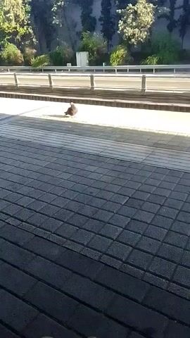 A pigeon stands on a paved walkway. A person walks from left to right, passing the pigeon. The pigeon then hops to the right. In the background, there is a road with cars and trees.