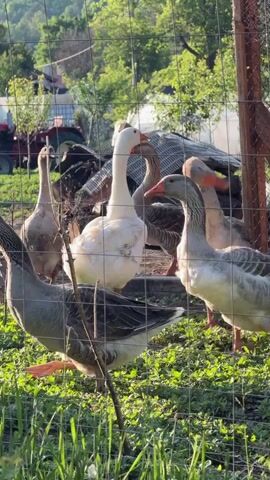 The video shows a group of geese in a fenced enclosure. There are about six geese visible, mostly gray and white. One is pure white. They are standing on a patch of green grass and clover.  Behind them is a wire mesh structure and further back a red tractor and trees. The geese are standing and milling about, some of them are honking. The camera focuses on the geese near the fence, highlighting their necks and beaks. The lighting suggests it is a bright, sunny day.