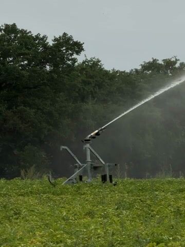 A wide shot shows a field of green plants. In the middle of the frame, a metal irrigation sprinkler is spraying a stream of water into the air. Behind the field, a line of dark green trees forms a backdrop. The sky is overcast and gray. The sprinkler appears to be on a wheeled cart, suggesting it can be moved. The water spray is fine and creates a misty effect in the air.