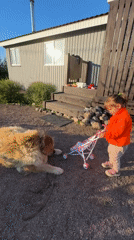 Backyard afternoon in Kempelevo: toy stroller, a dog, and a bee