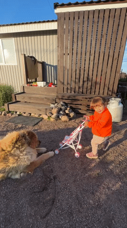 Backyard afternoon in Kempelevo: toy stroller, a dog, and a bee