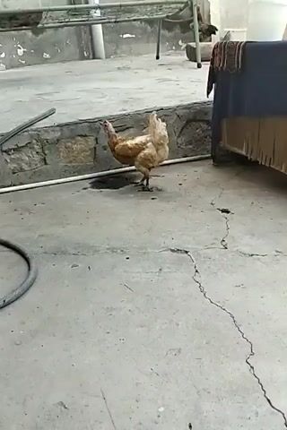 A brown chicken stands on a concrete patio. In the background, another chicken walks away from the camera. There is a table with a dark blue tablecloth and a fringed valance to the right of the frame.
