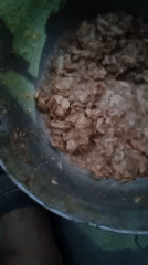 Homemade food prepared and served to a kitten