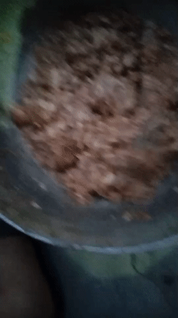 Homemade food prepared and served to a kitten