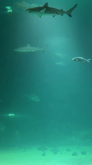 Aquarium visit documented in Moscow, multiple fish species observed