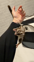 Pet Sugar Glider's Daily Activities Documented in Bangkok Home