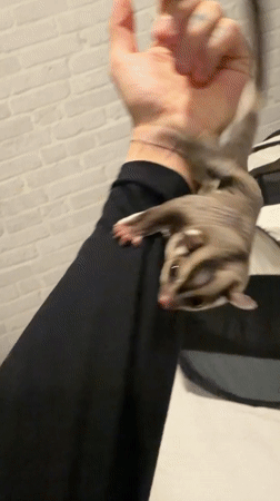 Pet Sugar Glider's Daily Activities Documented in Bangkok Home