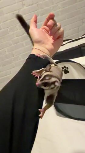 Pet Sugar Glider's Daily Activities Documented in Bangkok Home