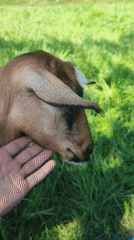 Blue-collared goat grazing and getting petted on a sunny hillside