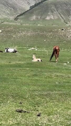 In a grassy field in Semenovka, Kyrgyzstan, an adult brown horse and a light-colored foal are observed. The foal is lying down in the vibrant green grass. Initially, the adult horse is standing a short distance away. It then approaches the recumbent foal, pausing to stand over it. The adult horse lowers its head, seemingly nuzzling or checking on the foal. In the background, another horse, black and white, is also lying down further in the field. The scene is set against a backdrop of rolling, partially barren hills and mountains under bright daylight.