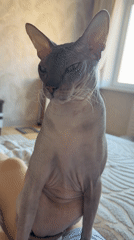 Quiet afternoon moments with Sphynx cat in Izhevsk bedroom