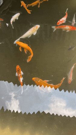 Early morning koi pond scene documented in Pandansari, Indonesia