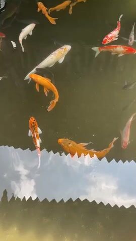 The video shows a pond filled with various colorful koi fish. The fish are swimming near the surface, and their bright orange, white, and red patterns are visible against the murky green water. Some smaller, darker fish are also present. The water reflects the sky, showing the shapes of clouds. The edge of the pond is jagged, casting dark shapes on the reflection. Voices can be heard in the background, including what seems to be children. The overall scene is serene and natural.
