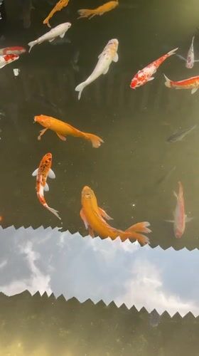 Early morning koi pond scene documented in Pandansari, Indonesia