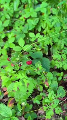The video pans over a patch of wild strawberry plants. The plants have green leaves and many small, red strawberries, some of which are ripe. There are also a few white flowers visible on some of the plants. The ground is covered with more green foliage.