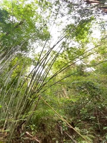The video shows a first-person perspective walking through a bamboo forest. Tall, thin bamboo stalks reach upwards, their green leaves filling the frame. The camera moves along a path, passing close to the bamboo and showing other trees and foliage in the background. The camera moves along a path with a rope railing overlooking a small stream.