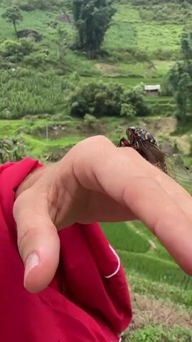 A cicada rests on the back of a person's hand, with rice terraces visible in the background. The person is wearing a red shirt. The cicada is dark brown and black with orange markings. The wings are transparent and green. The background includes lush green rice paddies on tiered slopes, a few trees, and a small building in the distance. The weather is overcast and the scene is natural. The camera is steady, focused on the cicada.