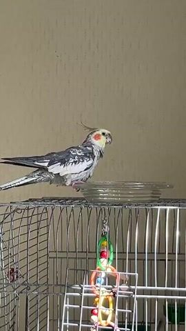 A cockatiel stands on the edge of a metal bird cage, its tail extended. The bird has gray and white feathers with some black markings and a crest on its head. It is perched next to a clear glass dish of water. The bird dips its head down into the water dish and appears to be drinking or bathing. The background is a plain, textured wall. Inside the cage, a colorful bird toy is hanging.