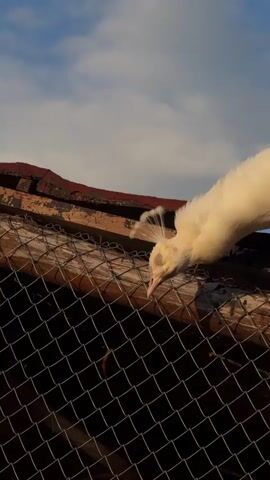 A white peacock stands on a rustic wooden structure, possibly a fence or roof edge, against a clear blue sky with scattered clouds. The bird is seen from a low angle, its white feathers illuminated by sunlight. It initially bends its head down, appearing to peck at or investigate something near the wire mesh fence visible below the wooden structure. The peacock then slowly raises its head and shifts its body slightly forward.