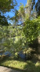 Peaceful pond scene captured in Polonnaruwa on sunny morning