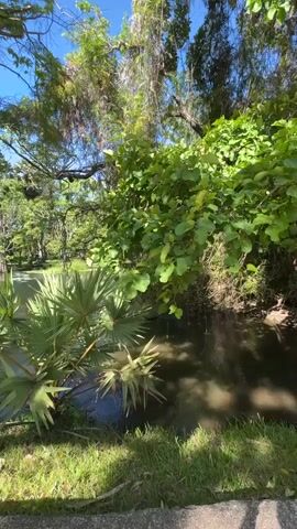 The camera provides a ground-level view of a tranquil pond on a sunny day. The pond is framed by lush greenery, including various trees and a cluster of palm-like plants in the foreground. The water surface has a slightly murky appearance, reflecting the sky and surrounding trees. The tree branches extend towards the sky, displaying the vibrant green foliage. The sky is blue with scattered clouds, adding to the serene atmosphere of the scene. There is no sign of human presence or action in the frame.