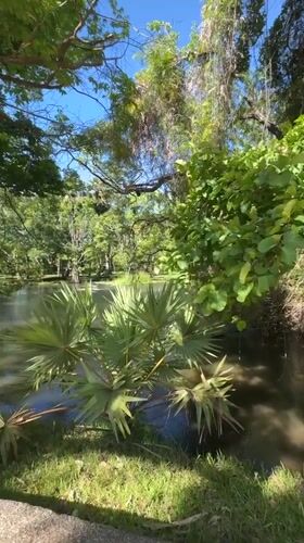Peaceful pond scene captured in Polonnaruwa on sunny morning