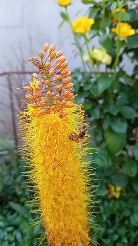 A bee lands on a tall, spiky yellow flower. The flower is topped with a cluster of smaller, orange buds. The background is blurred green foliage and a pale wall.