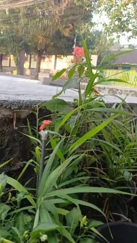 The video begins with a close-up view of lush green plants with some red flowers. The camera slowly pans to the right, revealing more plants in pots and a stone wall. In the background, a building with a yellow facade and green windows is visible, along with trees and a fence. The lighting suggests it is daytime, possibly early morning or late afternoon. There are no people or visible animals in the frame. The environment appears to be an outdoor garden or yard area.