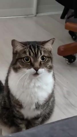 A tabby and white cat with wide eyes sits on a light wooden floor, looking forward and slightly to the right, making soft meowing sounds. The cat's ears twitch slightly as it vocalizes. In the background, part of a wheeled office chair is visible.