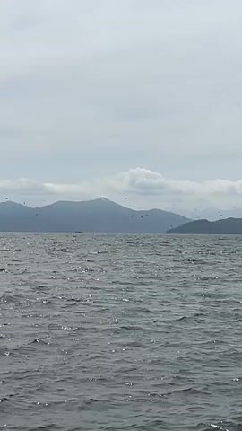 The video shows a wide shot of a choppy, grey ocean under a cloudy sky. In the distance, a range of mountains is visible, some with snow-capped peaks. Several birds are flying in the air across the scene, some closer to the foreground and others near the mountains. The camera appears to be positioned from a boat, as indicated by the movement of the water. The overall impression is of a natural, somewhat overcast marine environment.