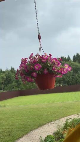 A hanging pot of pink and purple flowers with green leaves is suspended by a metal chain against a cloudy sky. The pot is red-orange and hangs in the foreground, slightly to the right of the center. Behind the pot, a neatly mowed green lawn extends towards a dark brown fence. Beyond the fence, a dense forest of green trees fills the background. The sky is overcast and gray. A paved walkway with light-colored bricks is visible in the lower right corner of the frame.