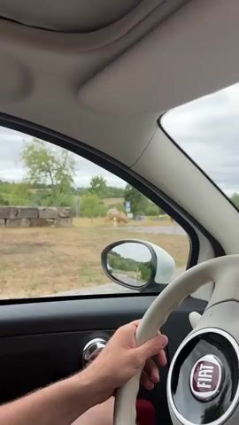 The video, filmed from inside a Fiat car, shows a person's hands on the steering wheel as the car drives past a large, spotted dinosaur replica. The dinosaur is standing in a grassy area with trees and hills in the background. There are traffic signs visible, including one that appears to prohibit trucks. A side mirror reflects the road ahead, showing another car. The weather appears to be overcast.