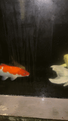 Koi fish observed swimming in Klungkung pond system