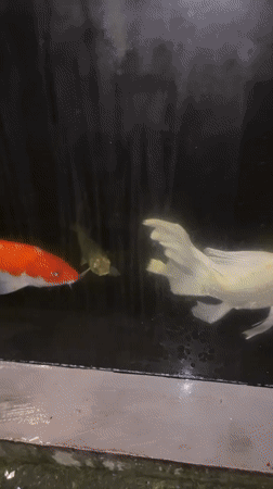 Koi fish observed swimming in Klungkung pond system