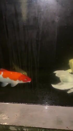 Koi fish observed swimming in Klungkung pond system