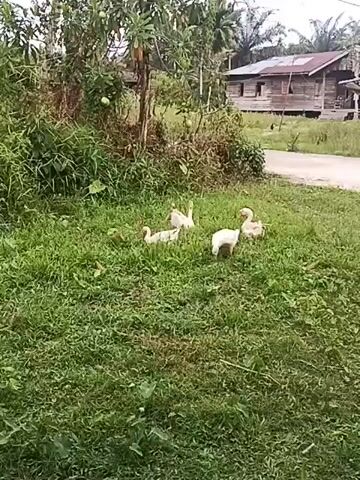 A group of four white geese are standing and sitting in a grassy area. The geese are in the foreground, with lush green grass surrounding them. In the background, there is a wooden house with a brown roof and a pathway leading up to it. There are also trees and other vegetation in the background, giving the scene a rural feel. The video is shot from a slightly elevated angle, looking down at the geese. The lighting is natural and appears to be daylight. The geese are all facing different directions, with some appearing to be looking at the camera or at each other. One goose is bending down, as if to eat or drink. The overall impression is one of a peaceful, pastoral scene.