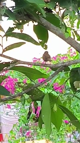 A small brown bird is perched on a tree branch. The bird is facing away from the camera. In the background, there are pink flowers and green leaves. The video is taken from a low angle, looking up at the bird and the tree.