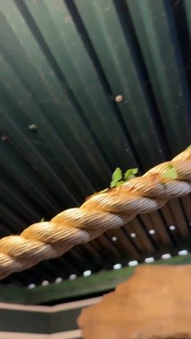 The video shows a close-up of a thick, tan-colored rope hanging from a dark green corrugated metal ceiling. Tiny green leaves are embedded in the rope's crevices, and numerous ants, visible as small, dark specks, are crawling along it, some carrying leaves. A bright light fixture is also visible, casting a glare on the scene. The camera moves slightly, keeping the rope and ants in focus.