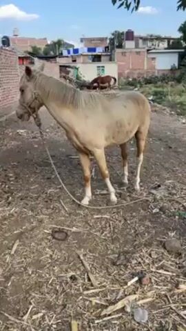 The video shows a tan horse standing in a dirt enclosure. The horse is tethered to the ground by a rope and wears a halter. Its legs have white markings. In the background, there are brick buildings with laundry lines strung between them. Another brown horse can be seen in the distance. The ground is covered with dirt, leaves, and some trash. A tree branch is visible in the foreground, obscuring part of the view. The sky is blue with some clouds.