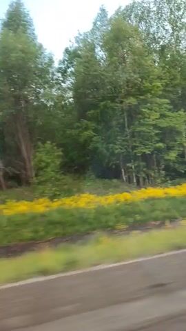 The camera is mounted in a moving vehicle, traveling along a road. On the other side of the road is a grassy field dotted with yellow flowers. Behind the field is a line of trees and a cloud-dotted sky. Power lines stretch into the distance above the field. A road sign is briefly visible.