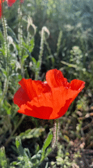 Spring wildflower walk documented in Bílina, Czechia
